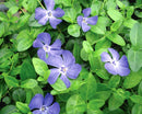VINCA - MINOR BOWLES