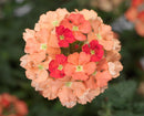 VERBENA LANAI - PEACH
