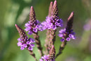 VERBENA - BLUE VERVAIN