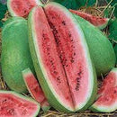 WATERMELON - CHARLESTON GREY