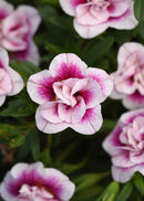 CALIBRACHOA MINI FAMOUS - UNO DOUBLE PINKTASTIC