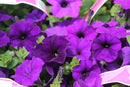 WAVE PETUNIA BLUE