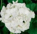 3 GALLON GERANIUMS - WHITE
