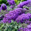 BUDDLEIA - VIOLET CASCADE (BUTTERFLY BUSH)