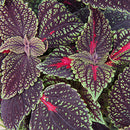COLEUS - MAIN STREET ABBEY ROAD
