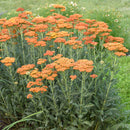 ACHILLEA - SASSY SUMMER SUNSET