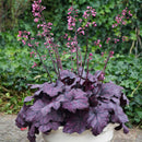 HEUCHERA - ELECTRIC PLUM