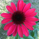 ECHINACEA - EYE CATCHER CORAL CRAZE
