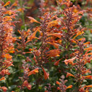 AGASTACHE-PEACHIE KEEN