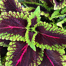 COLEUS - MAIN STREET ALLIGATOR ALLEY