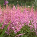 ASTILBE - ARENDSII AMETHEST