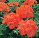 SEED GERANIUMS - ORANGE
