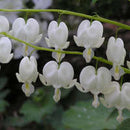DICENTRA SPECTABILIS-ALBA WHITE