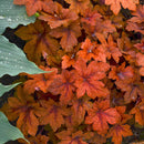 HEUCHERA - PUMPKIN SPICE