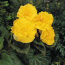 BEGONIA NONSTOP - YELLOW