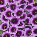 CALIBRACHOA SUPERBELLS - BLUE MOON PUNCH