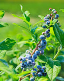 BLUEBERRY-DUKE