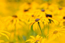 BLACK EYED SUSAN VINE - YELLOW BLACK EYED