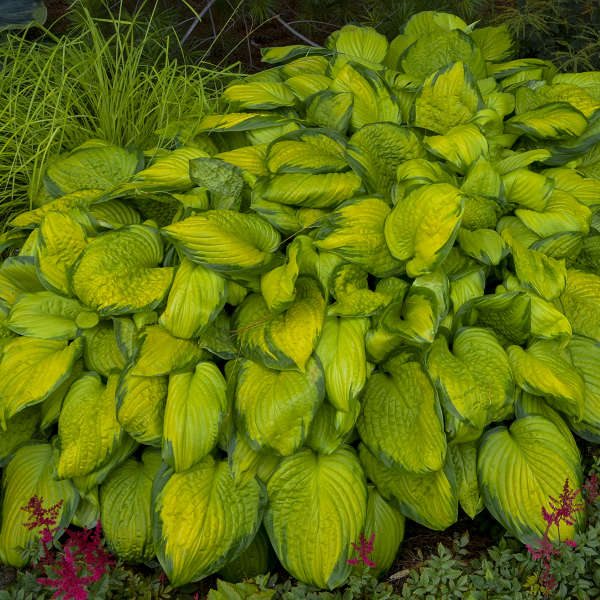 HOSTA - STAINED GLASS