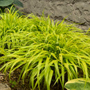 HAKONECHLOA MACRA - ALL GOLD