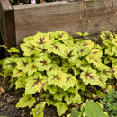 HEUCHERELLA - CATCHING FIRE