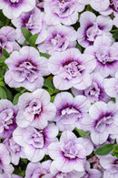 CALIBRACHOA SUPERBELLS - DOUBLE TWILIGHT
