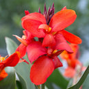 CANNA - SCARLET