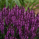 SALIVA NEMOROSA - BUMBLEBERRY