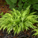 HOSTA - CURLY FRIES