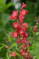 PENSTEMON - CHERRY SPARKS
