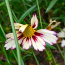 COREOPSIS - BIG BANG STAR CLUSTER