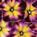 PETUNIA - MOONSTRUCK