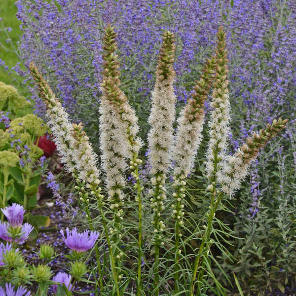 LIATRIS SPICATA - FLORISTAN WHITE