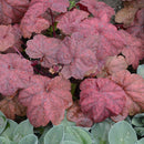 HEUCHERA - LAVA LAMP
