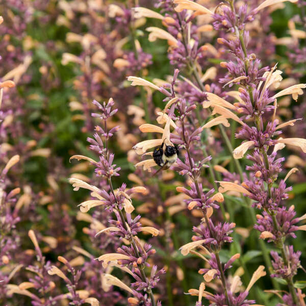 AGASTACHE - MEANT TO BEE QUEEN NECTARINE