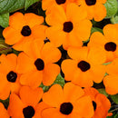 BLACK EYED SUSAN VINE - ORANGE BLACK EYED