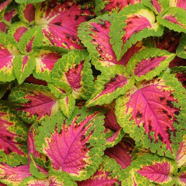 COLEUS - WATERMELON PUNCH