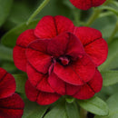 CALIBRACHOA MINI FAMOUS - UNO DOUBLE REDTASTIC