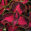 COLEUS - CHOCOLATE COVERED CHERRY