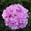 3 GALLON GERANIUMS - LAVENDER