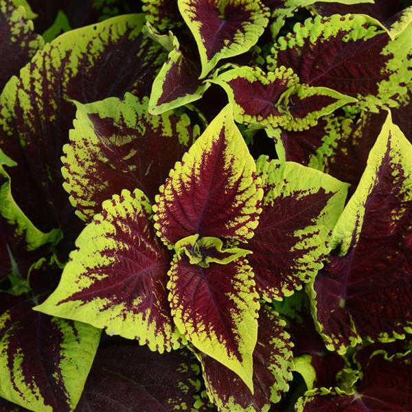 COLEUS KONG - SCARLET