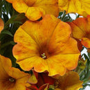 PETCHOA SUPERCAL - PREMIUM SUNSET ORANGE