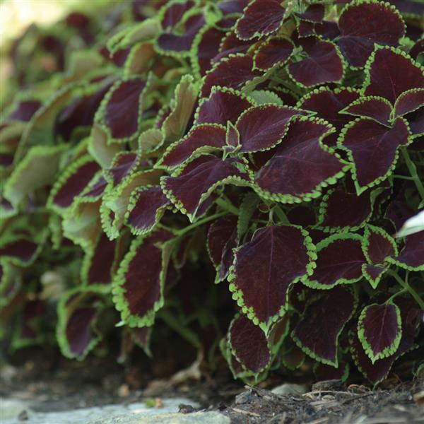 COLEUS - CHOCOLATE MINT