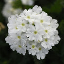 VERBENA UPRIGHT - WHITE WITH EYE