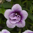 CALIBRACHOA MINI FAMOUS - UNO DOUBLE PLUMTASTIC