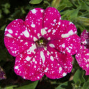 PETUNIA - PINK SKY