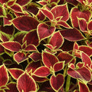 COLEUS - CRIMSON GOLD