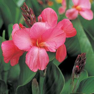 TROPICAL BENCH - CANNA - TROPICAL ROSE