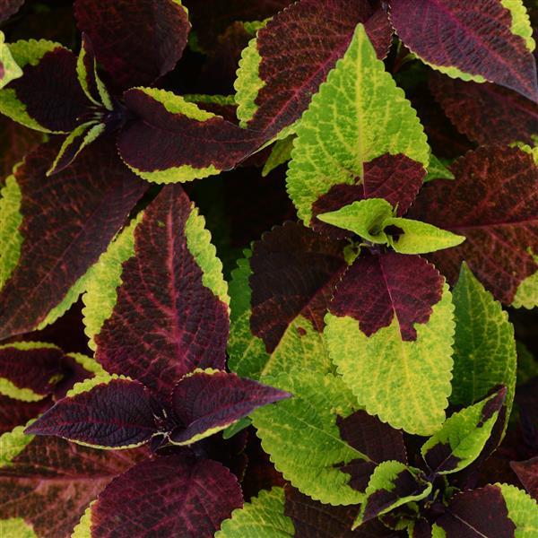 COLEUS - PINEAPPLE SURPRISE