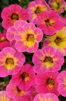 CALIBRACHOA CHAMELEON - TART DECO